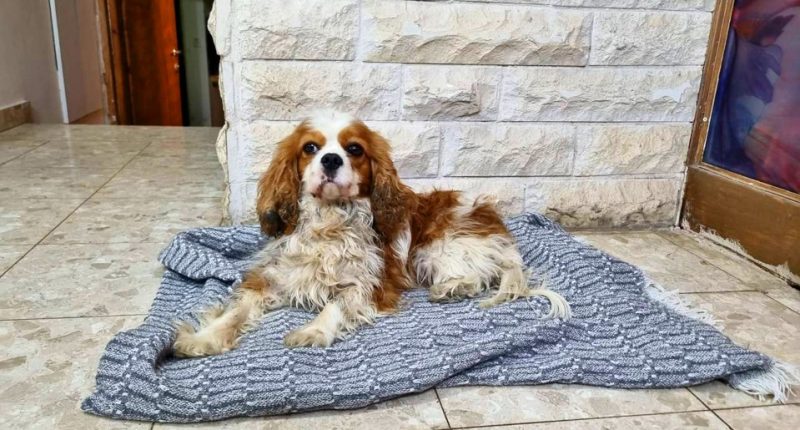 A Cavalier King Charles Spaniel lying on a blanket.