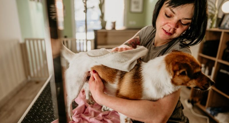 A woman drying a small dog with a towel at a pet grooming salon.