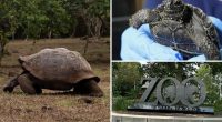 Philadelphia Zoo's Galapagos tortoises become first-time parents at nearly 100