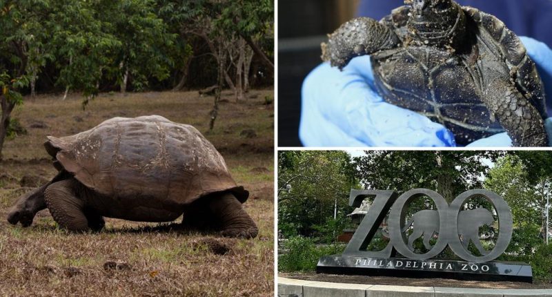 Philadelphia Zoo's Galapagos tortoises become first-time parents at nearly 100