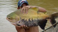 Person holding a large tambaqui fish.
