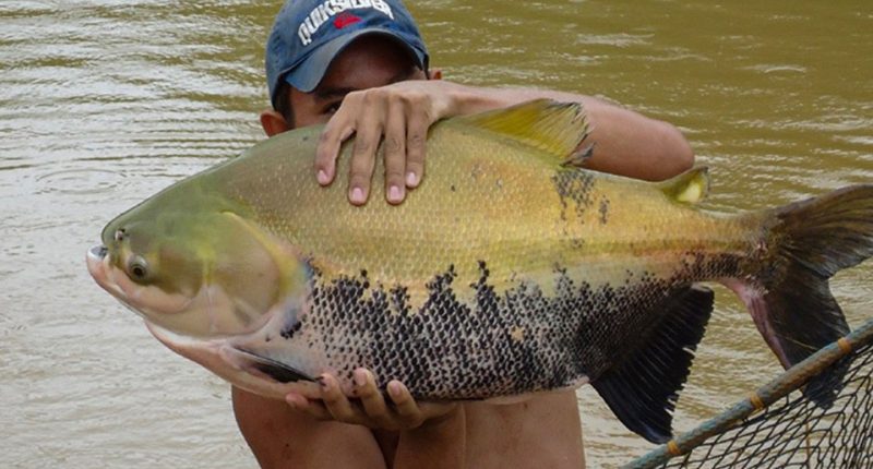 Person holding a large tambaqui fish.