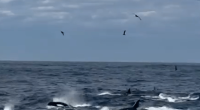 A pod of orcas in the ocean.