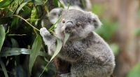 Koala eating eucalyptus leaves.