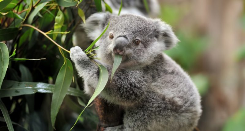 Koala eating eucalyptus leaves.