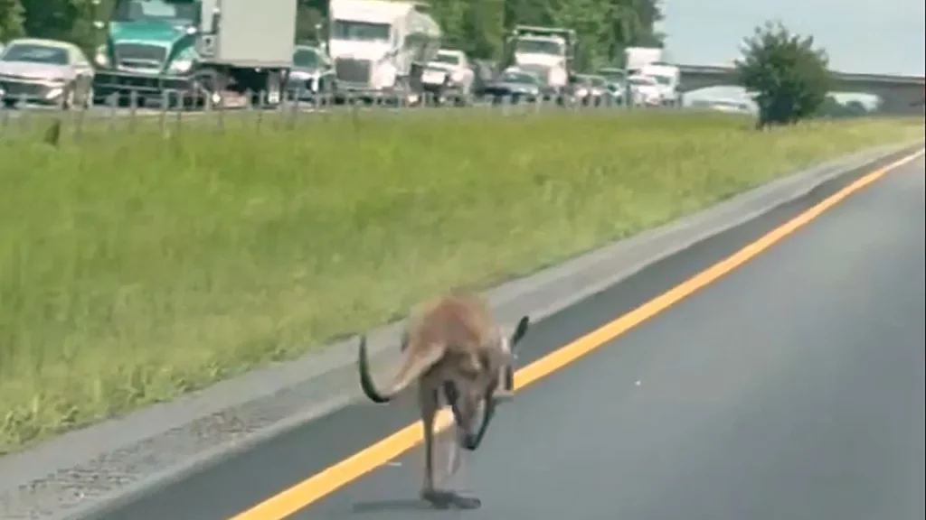 Runaway kangaroo shuts down Alabama interstate highway