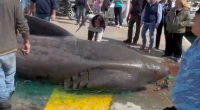 Large shark on the dock surrounded by people.