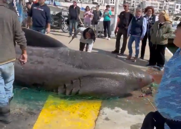Large shark on the dock surrounded by people.