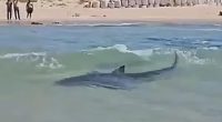 Shark near shore as onlookers watch.
