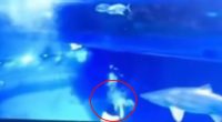 Terrifying moment huge shark bites ‘mermaid’s’ hand filling aquarium tank with blood & leaving her needing 100 stitches