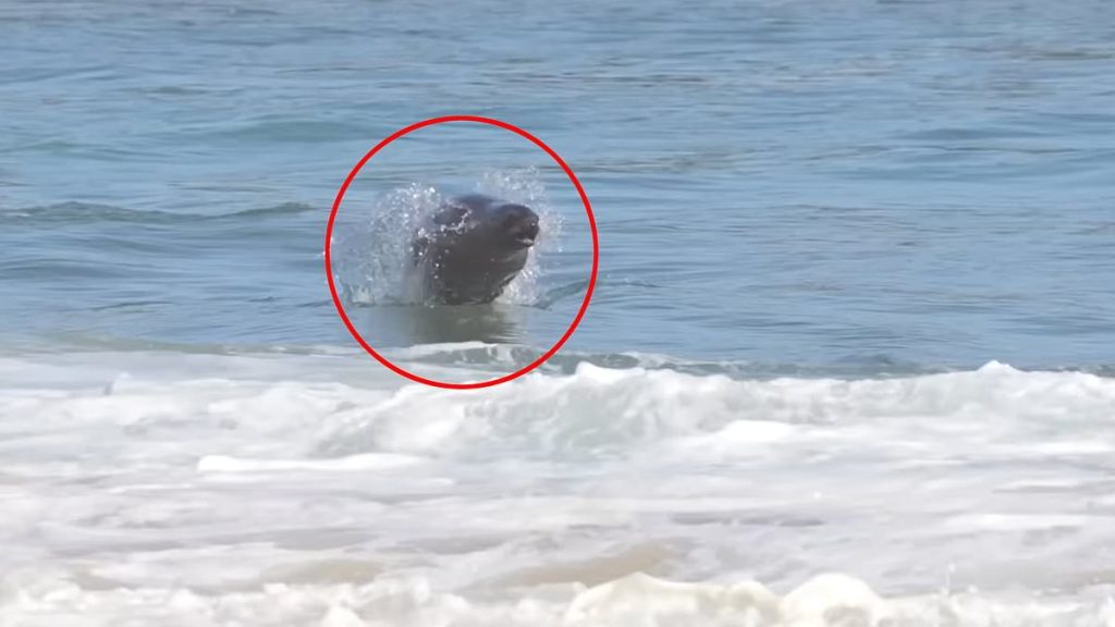 Terrifying video shows unlikely sea creature chase down surfers