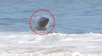 Terrifying video shows unlikely sea creature chase down surfers