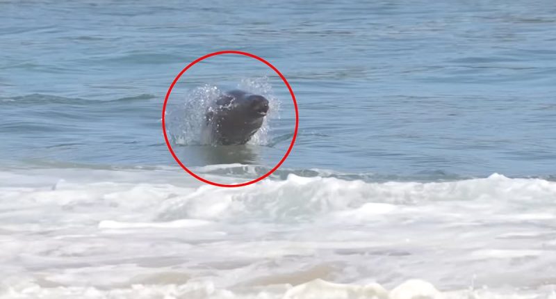 Terrifying video shows unlikely sea creature chase down surfers