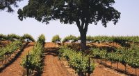 Tiny California town is slowly becoming new Napa Valley