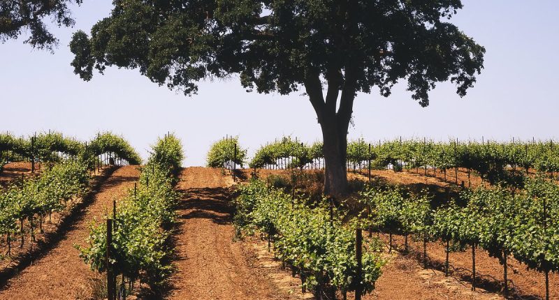 Tiny California town is slowly becoming new Napa Valley