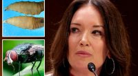 USDA threatens Mexico's beef imports over fear of flesh-eating parasite spreading north: report