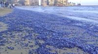 Beach covered in blue jellyfish.
