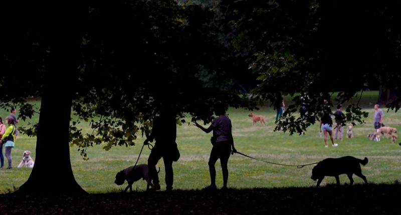 Woman arrested after pepper spraying dogs at Florida dog park, police say