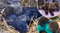 You can help name adorable otter pups at the Long Island Aquarium