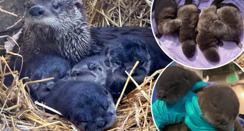 You can help name adorable otter pups at the Long Island Aquarium