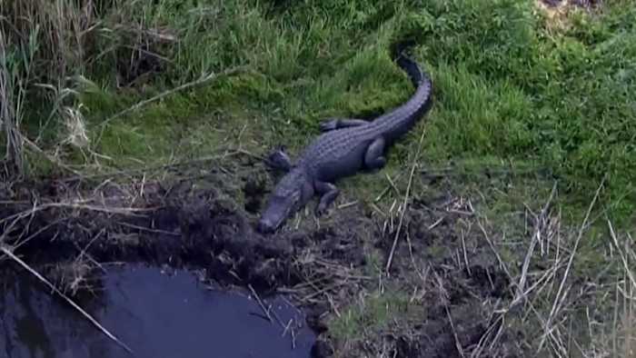 ‘They’re massive:’ Oviedo’s Lake Jesup packed with alligators