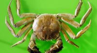 'Furry' invasive crab caught along Oregon Coast