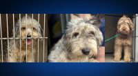 30+ dogs, including 19 doodles, rescued from Texas home