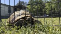 A beloved pet tortoise is reunited with its family weeks after disappearing in a Mississippi tornado