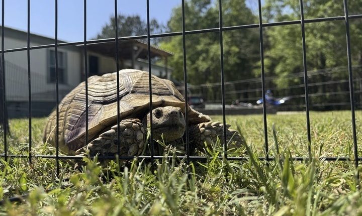 A beloved pet tortoise is reunited with its family weeks after disappearing in a Mississippi tornado