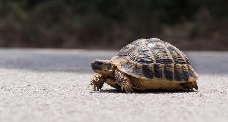 A bucket of beans and someone's pet turtle: Uber reveals 'most unique' items passengers left behind