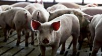 Agriculture isn't nearing trade war tariffs crisis, 'it is full blown crisis already' farmers say