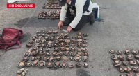 Alleged poachers busted with 56 times legal limit of abalone in Victoria