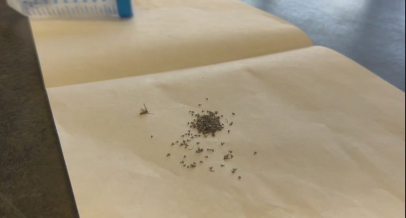 Are 'no see-ums,' sand gnats worse this year?