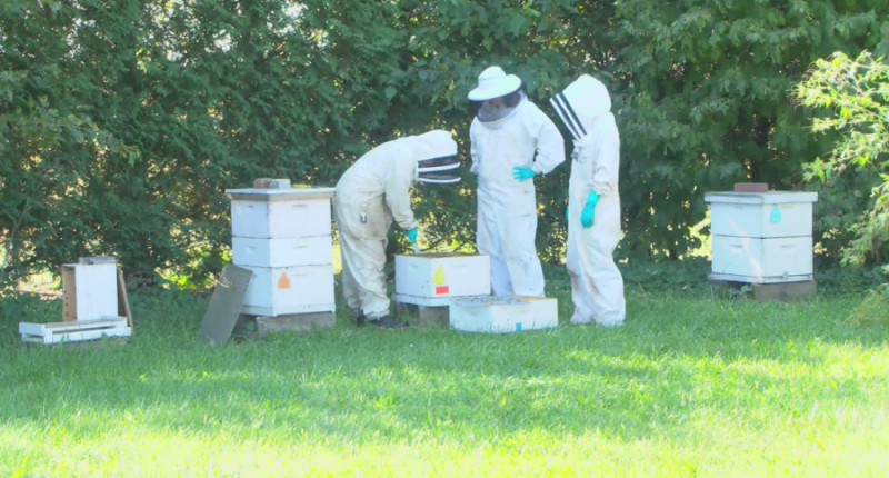 Bee deaths reach historic high: What does this mean for Central IL?