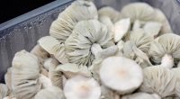 Believers say microdosing psychedelics helps them. Scientists are trying to measure the claims