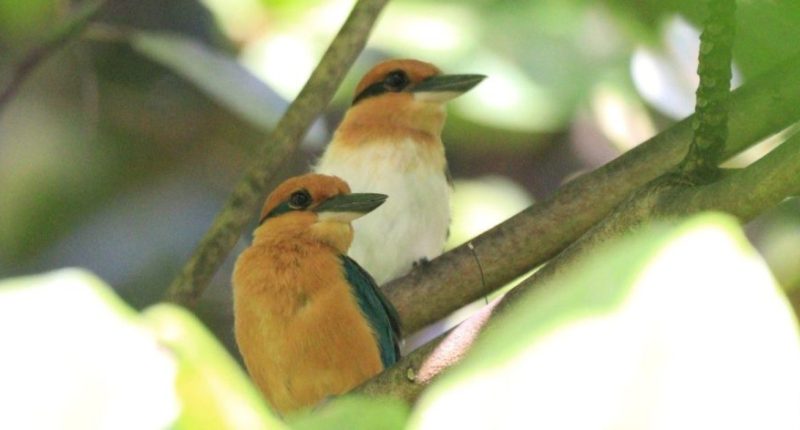 Sihek birds in the wild. (Courtesy: Martin Kastner)