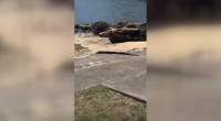 Alarming footage shared to a facebook page has shown an exotic snake on the loose in Sydney's south.