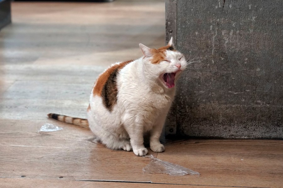 Bodega cats make New Yorkers' hearts purr, even if they violate state regulations