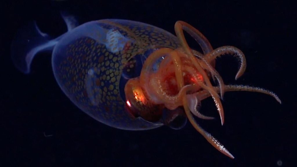 Colossal squid is seen live in the deep sea for the first time EVER - as baffled scientists spot the elusive creature in the South Atlantic Ocean