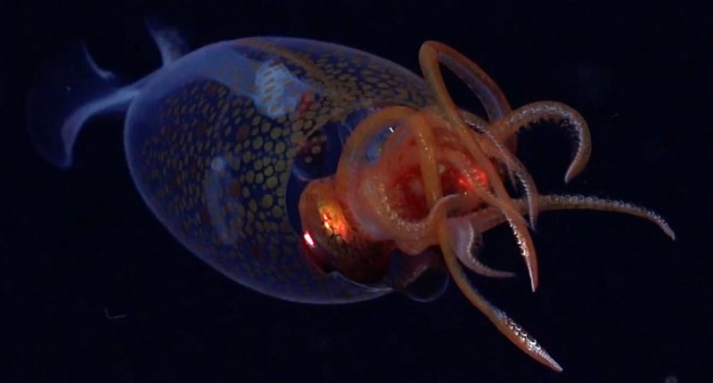 Colossal squid is seen live in the deep sea for the first time EVER - as baffled scientists spot the elusive creature in the South Atlantic Ocean
