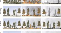 Four sets of illustrations. The most severe fires happened with no treatment. Thinning helps some. Prescribed burning keeps fires burning lower at the forest floor.