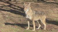 Coyote attacks reported in Atlantic Beach | Here's what officials are urging