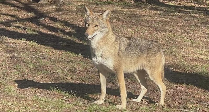 Coyote attacks reported in Atlantic Beach | Here's what officials are urging