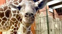 Denver Zoo's giraffe calf finally has a name: Thorn
