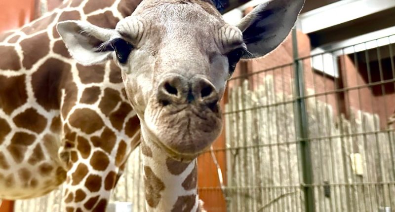 Denver Zoo's giraffe calf finally has a name: Thorn
