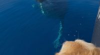 Dog of captain who lost boats in Lahaina wildfire barks with delight during whale encounter