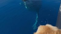 Dog of captain who lost boats in Lahaina wildfire barks with delight during whale encounter
