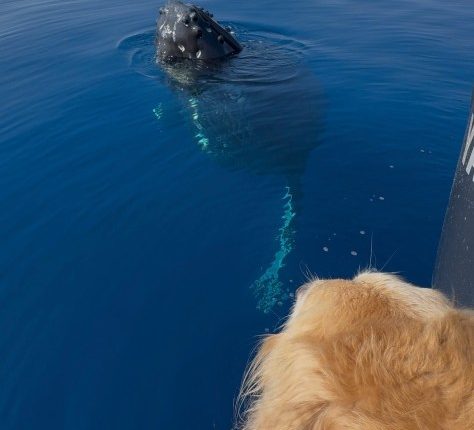 Dog of captain who lost boats in Lahaina wildfire barks with delight during whale encounter