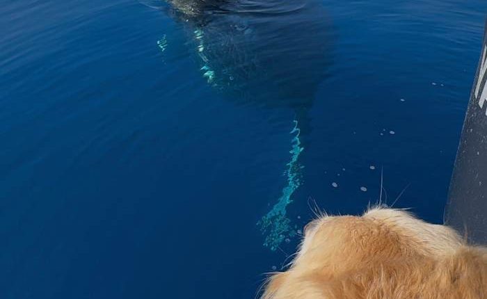 Dog of captain who lost boats in Lahaina wildfire barks with delight during whale encounter