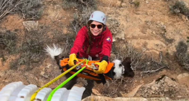 Dog rescued after 100-foot drop into Colorado canyon